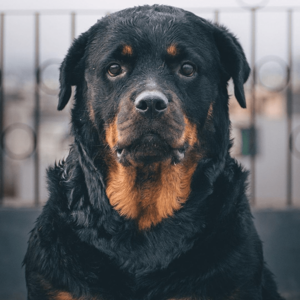 On Guard by Michael E.&nbsp;Theroux